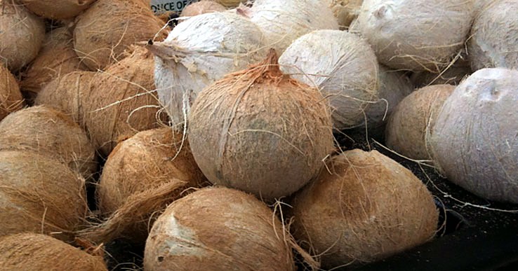 Fresh coconuts